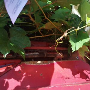 IMG_20210819_104309 IMG_20210819_104309