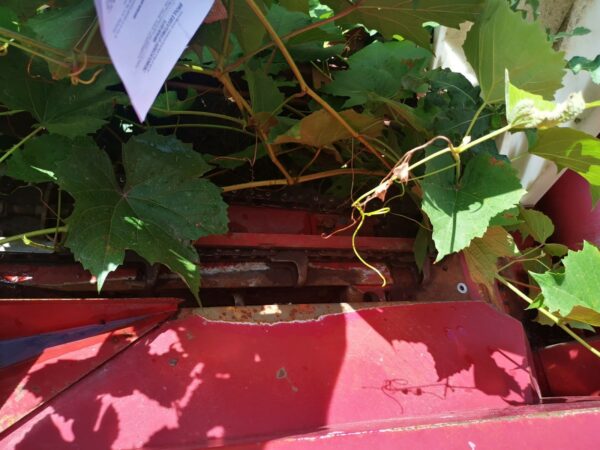 IMG_20210819_104309 IMG_20210819_104309